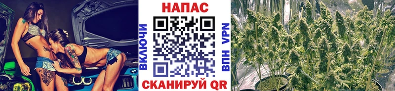 купить   Козельск  Бошки Шишки VHQ 